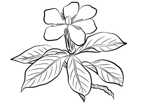 Gardenia Augusta Coloring Page